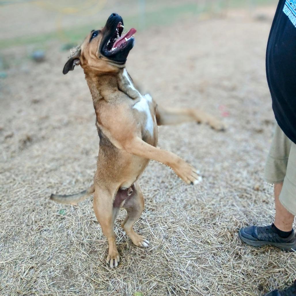Nash, a Adoptable Mixed Breed in Valley, AL image 4/6