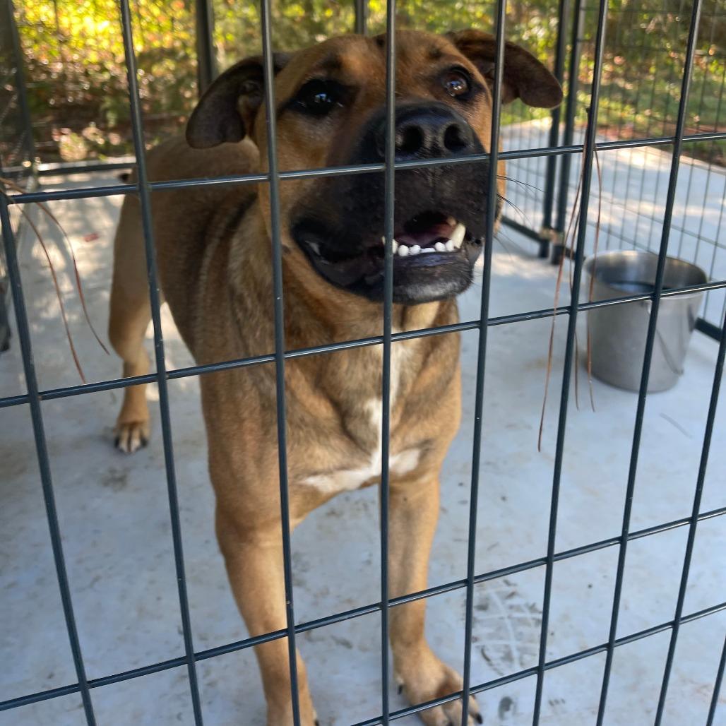 Nash, a Adoptable Mixed Breed in Valley, AL image 4/6