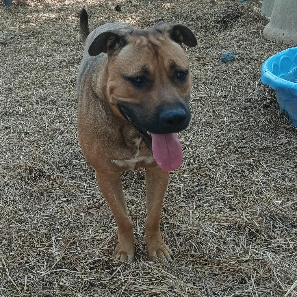 Nash, a Adoptable Mixed Breed in Valley, AL image 5/6