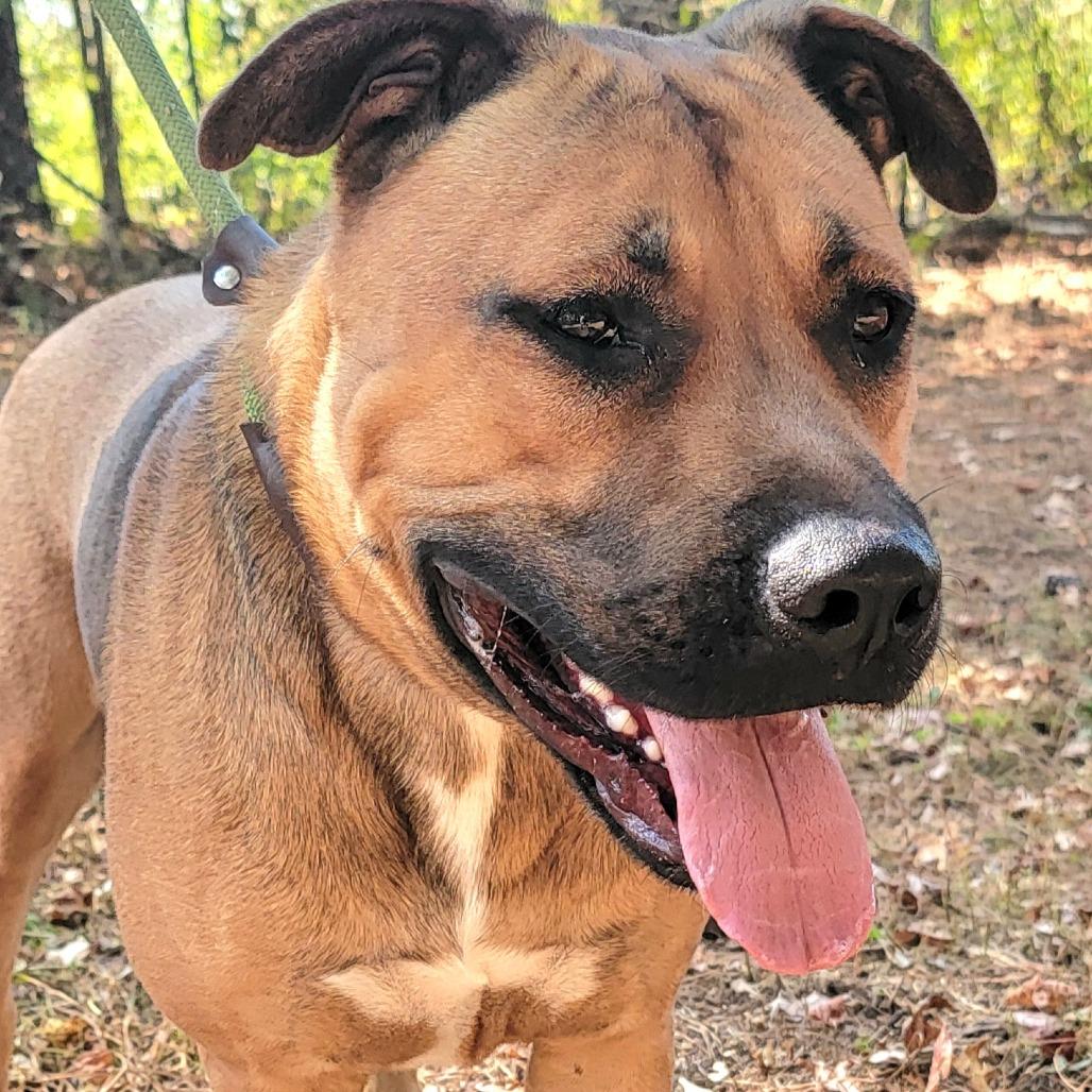 Nash, a Adoptable Mixed Breed in Valley, AL image 5/6