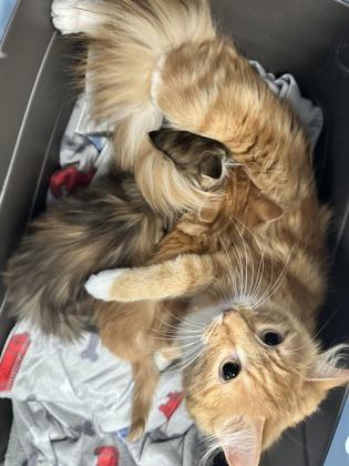 Fluffy — thumbnail 2