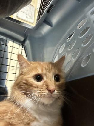 Fluffy — thumbnail 3