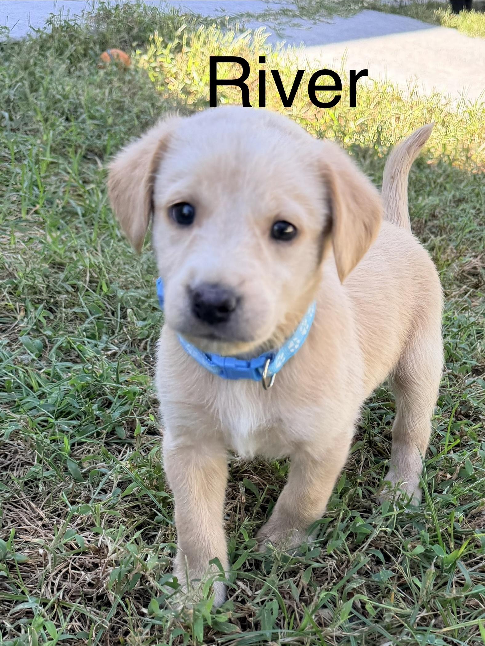 River, Adoptable, Young Male Labradoodle.