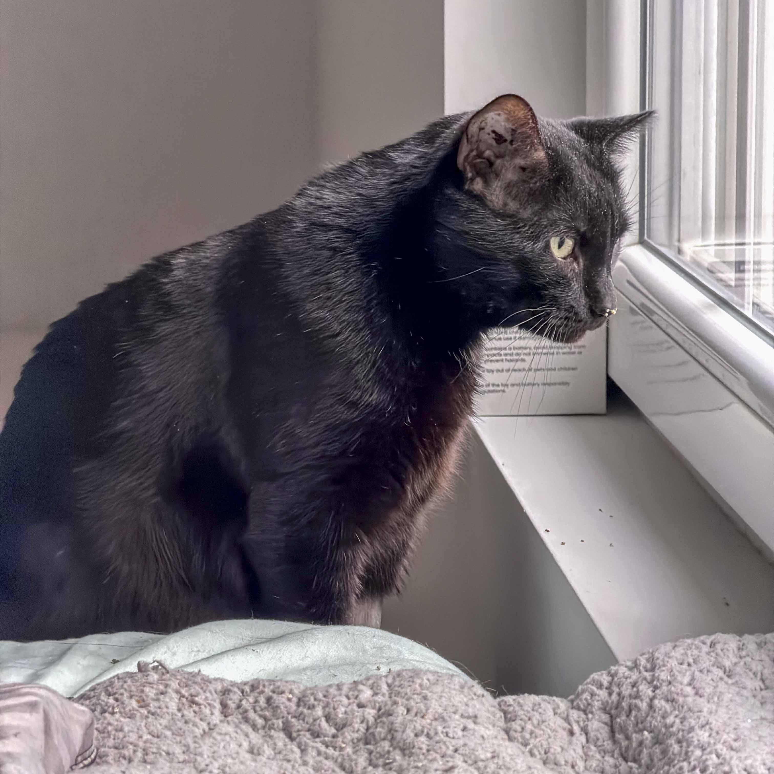 Enlarge Winston, a ADOPTABLE Domestic Short Hair in Stamford, CT image 2/4