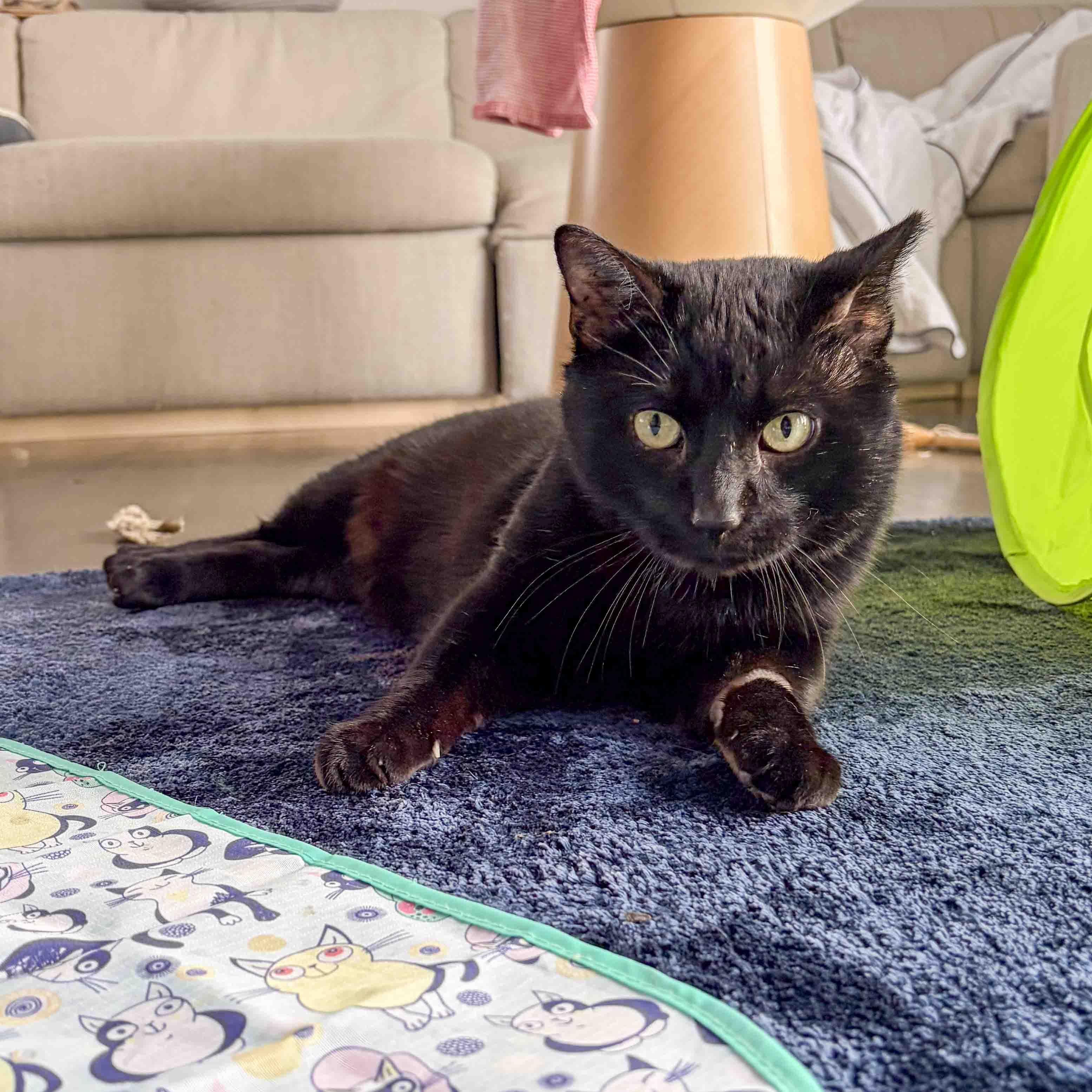 Enlarge Winston, a ADOPTABLE Domestic Short Hair in Stamford, CT image 3/4