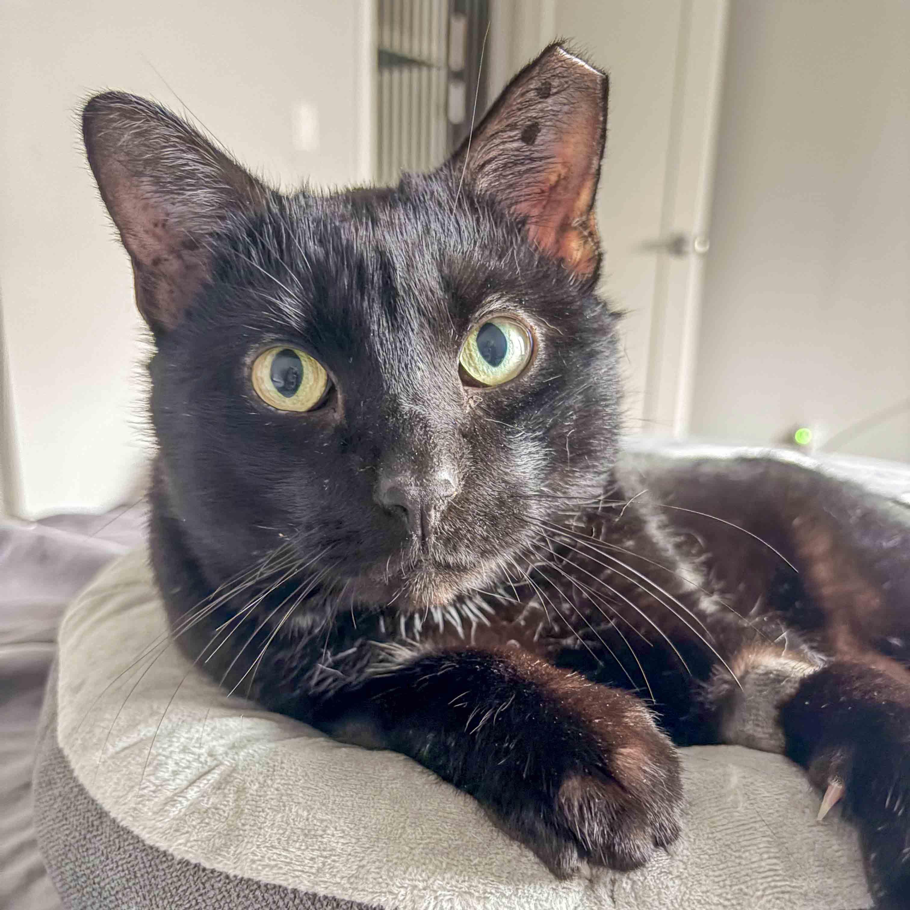 Enlarge Winston, a ADOPTABLE Domestic Short Hair in Stamford, CT image 1/4