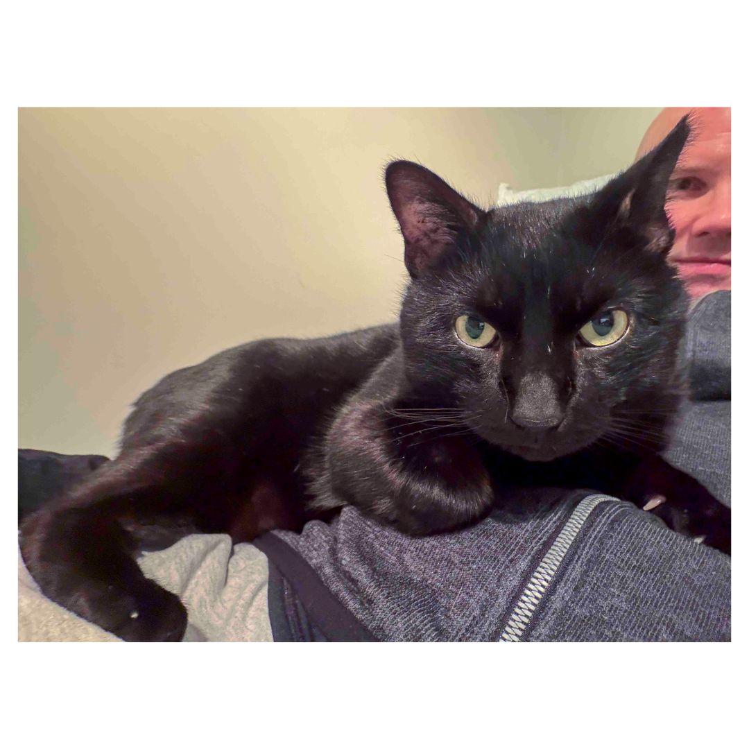 Enlarge Winston, a ADOPTABLE Domestic Short Hair in Stamford, CT image 4/4