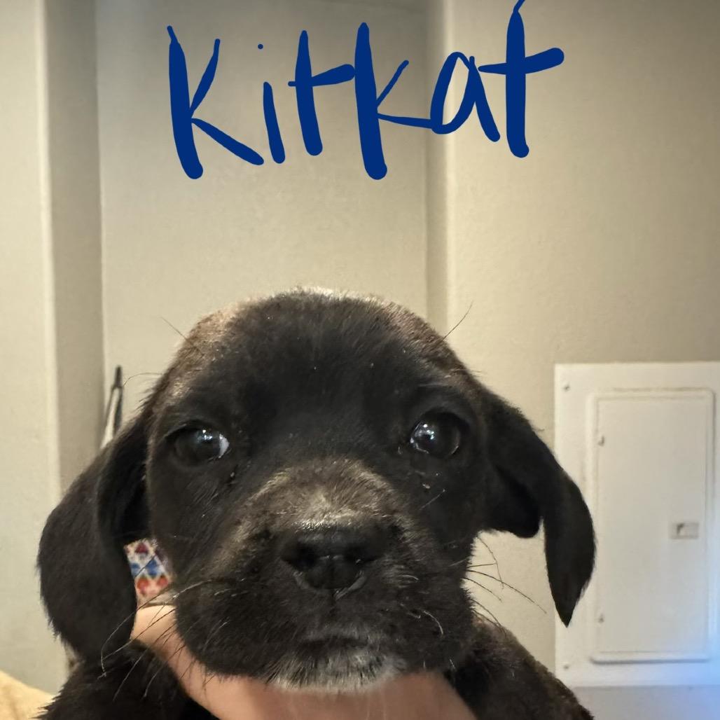 Kit Kat, a Adoptable mixed breed in Tonopah, AZ image 4/4