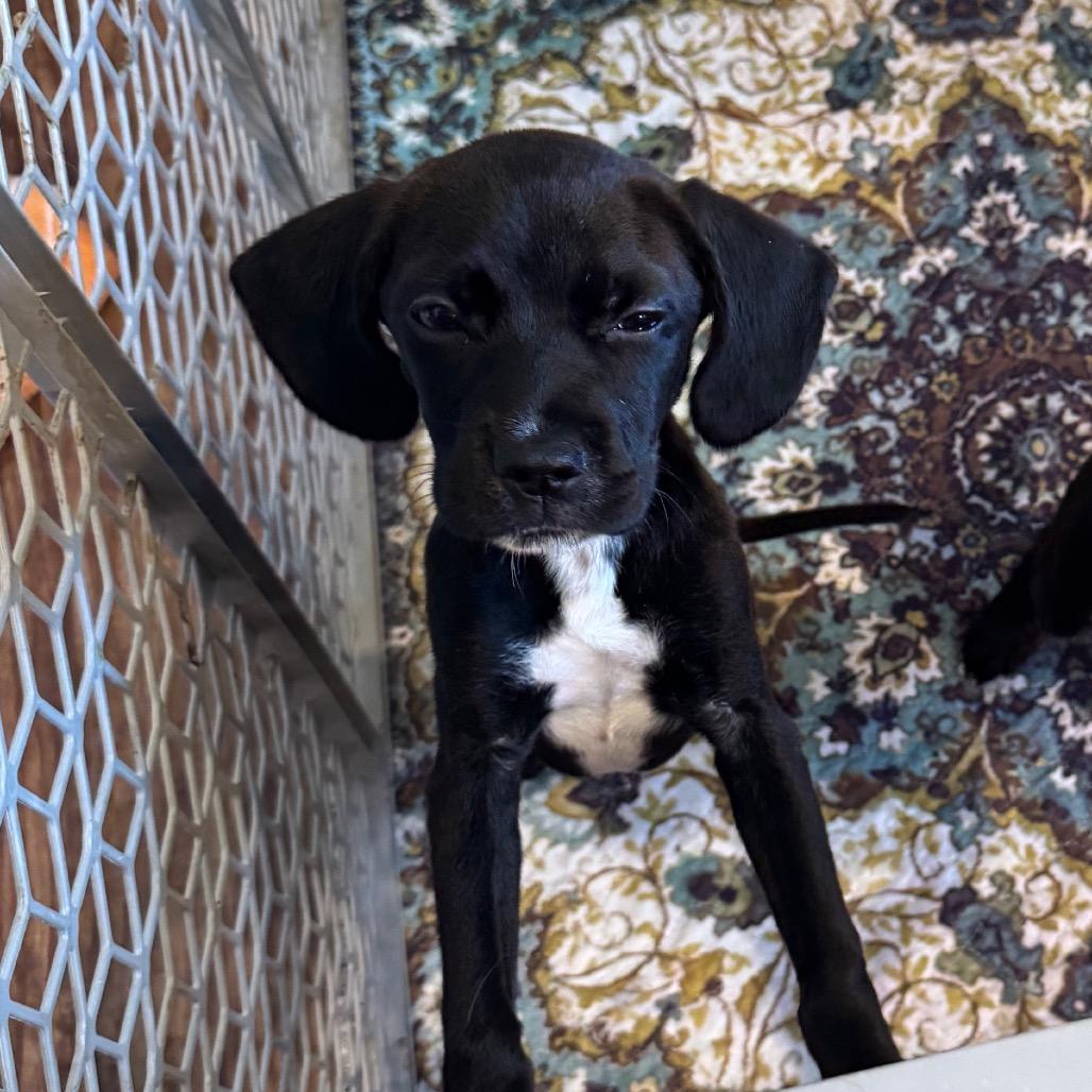 Kit Kat, a Adoptable mixed breed in Tonopah, AZ image 3/4