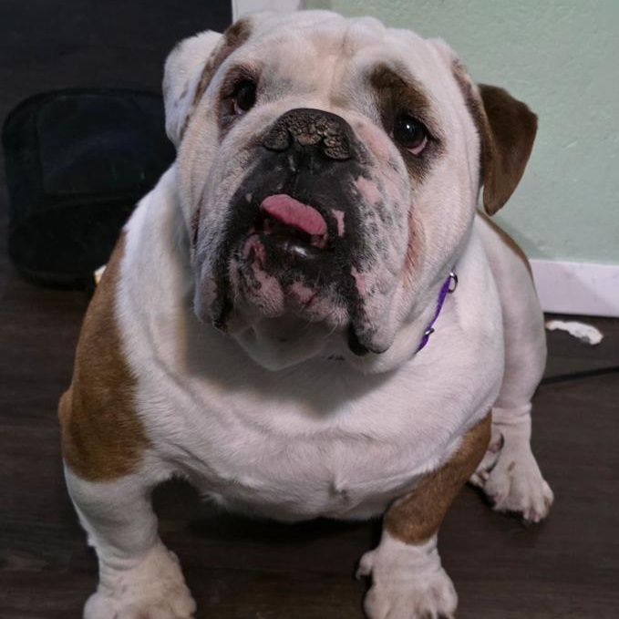 Payton, adopted, Adult Female English Bulldog.