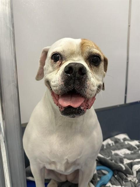 Enlarge ELLIE, a Adoptable Boxer in St. Louis, MO image 1/1
