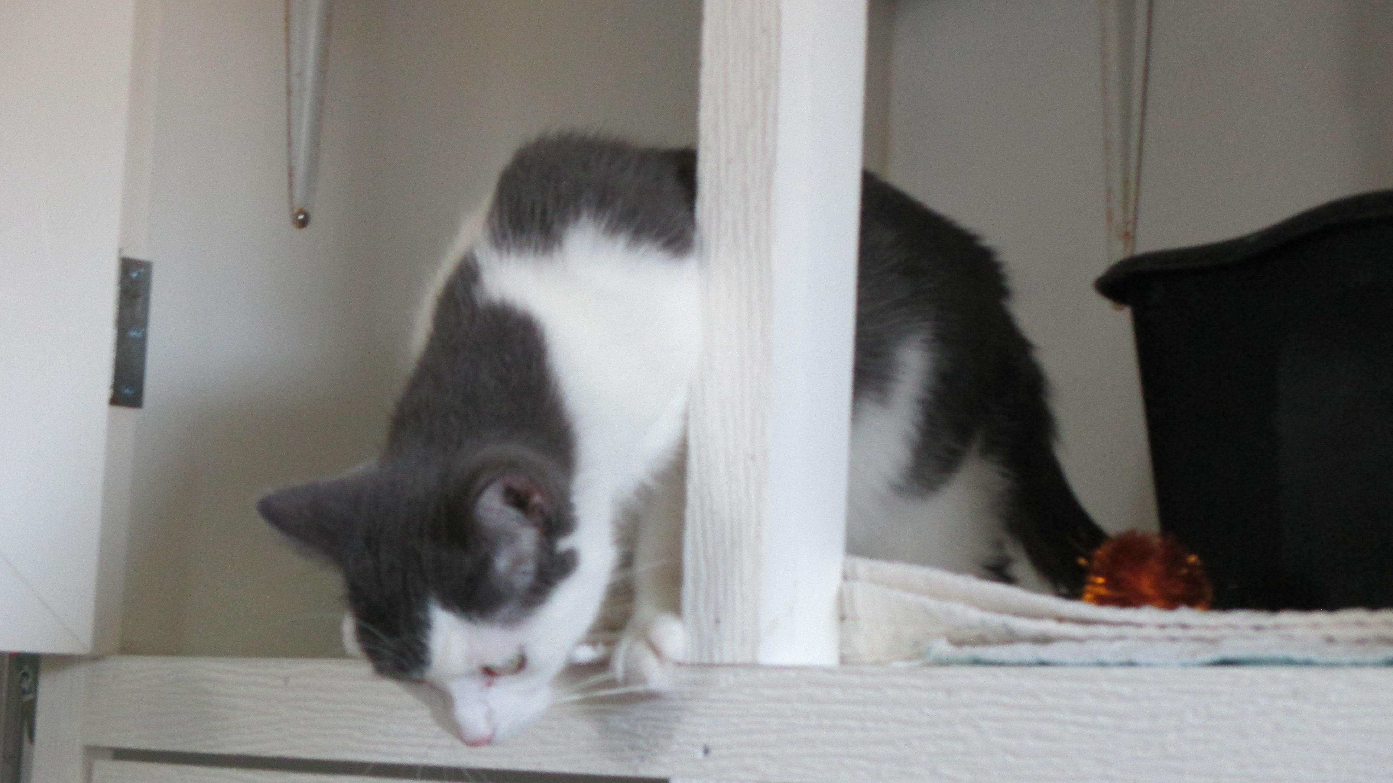 Gracie, Adopted, Young Female Domestic Short Hair.