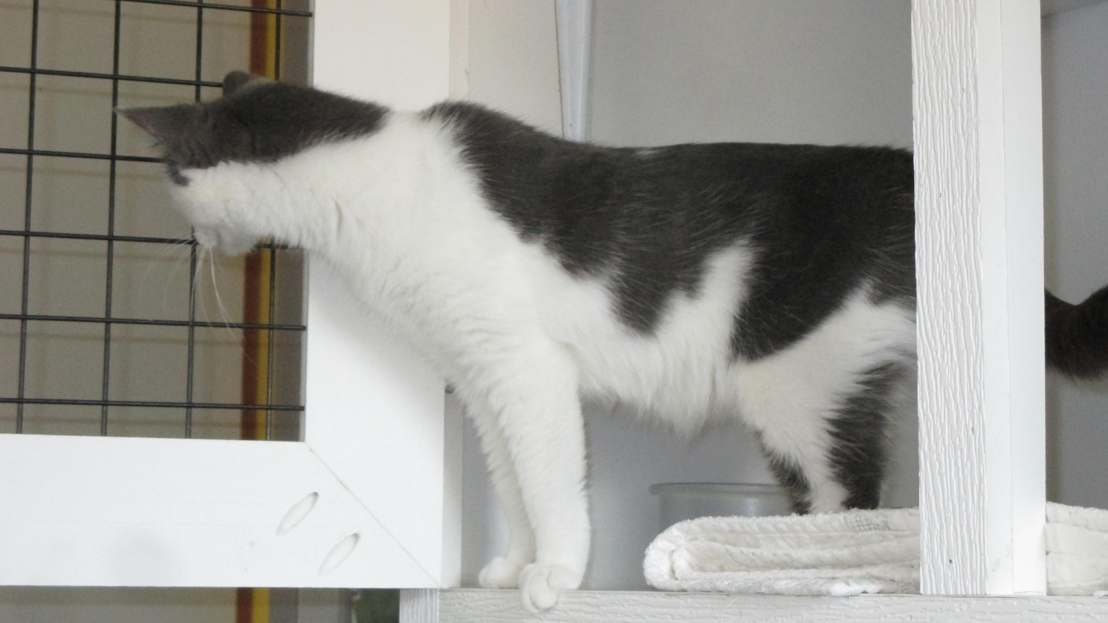 Enlarge Gracie, a Adopted Domestic Short Hair in Savanna, IL image 3/3