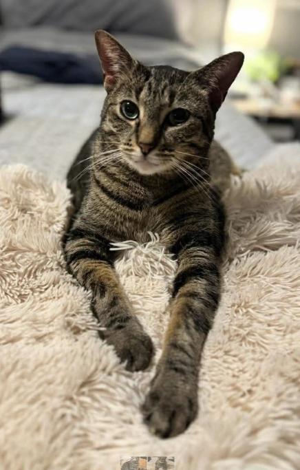 Enlarge Emmy, a ADOPTABLE Domestic Short Hair in Manhattan , KS image 1/2