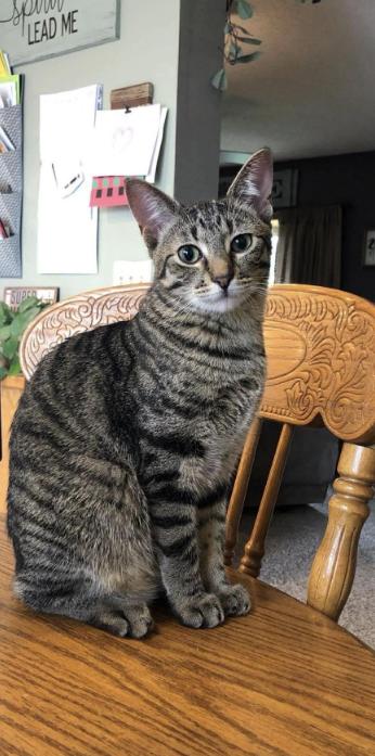 Enlarge Emmy, a ADOPTABLE Domestic Short Hair in Manhattan , KS image 2/2