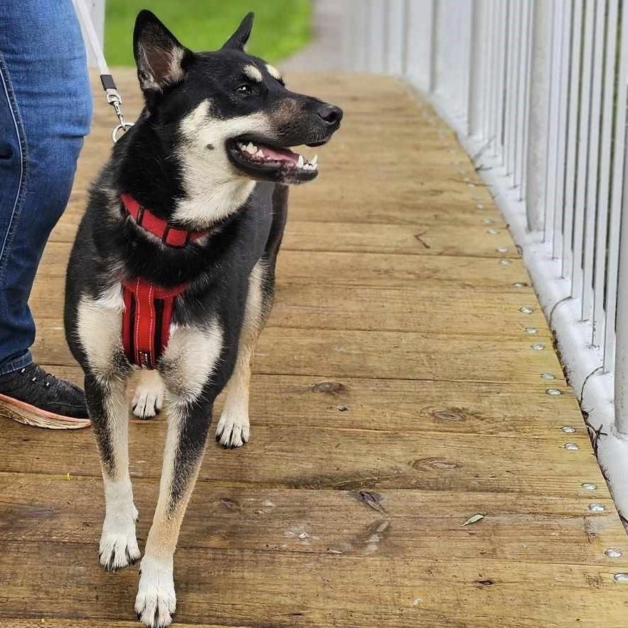 Enlarge Dusty, a Adopted mixed breed in Beaverton, MI image 2/4