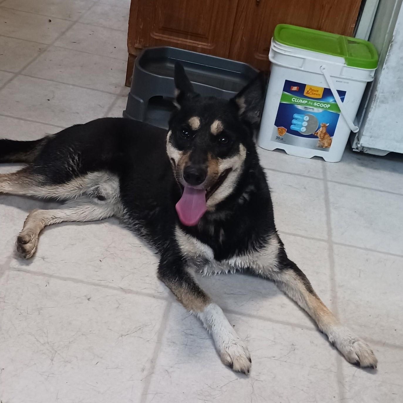 Enlarge Dusty, a Adopted mixed breed in Beaverton, MI image 3/4