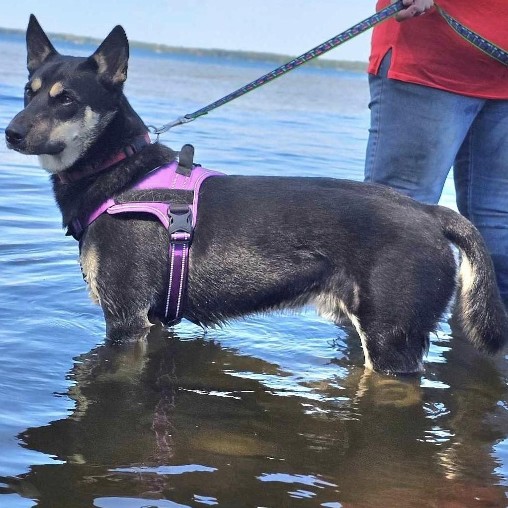 Enlarge Dusty, a Adopted mixed breed in Beaverton, MI image 1/4