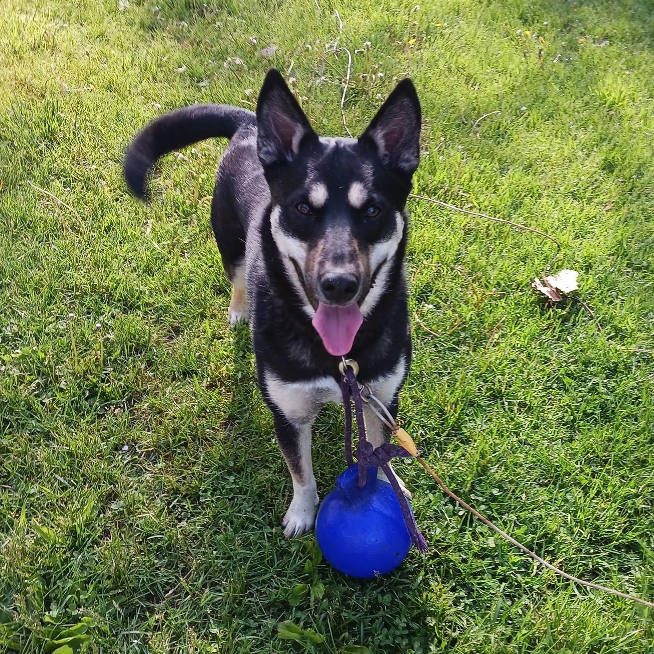 Enlarge Dusty, a Adopted mixed breed in Beaverton, MI image 4/4