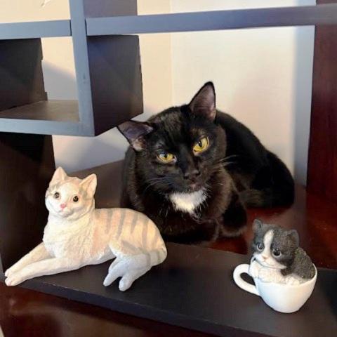 Sable, ADOPTABLE, Kitten Female Domestic Short Hair.