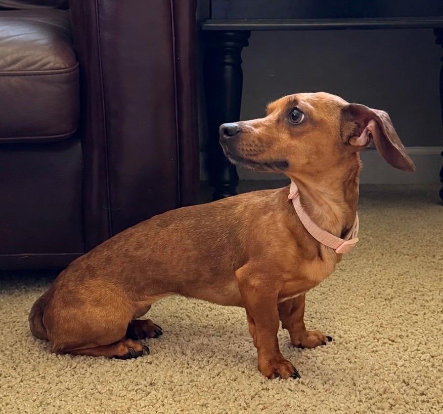 Charlotte, ADOPTABLE, Adult Female Dachshund.