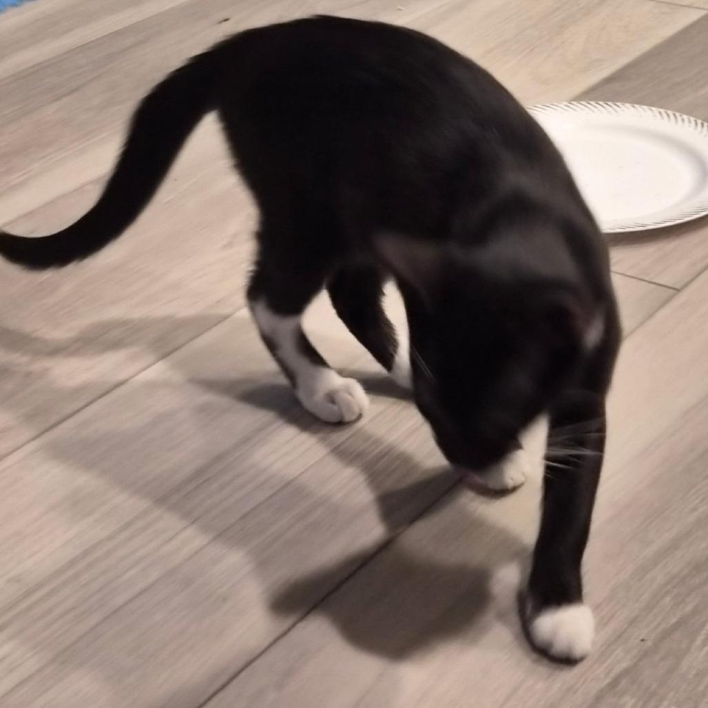 Zippy, Adoptable, Kitten Male Domestic Short Hair.