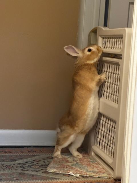 Casio, a Adoptable New Zealand in Westerville, OH image 1/5