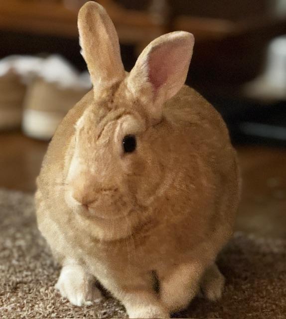 Casio, a Adoptable New Zealand in Westerville, OH image 2/5