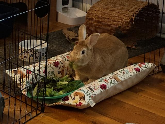 Casio, a Adoptable New Zealand in Westerville, OH image 3/5