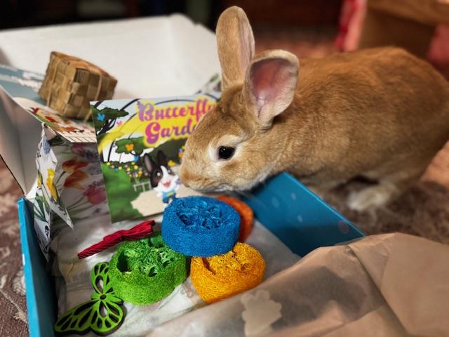 Casio, a Adoptable New Zealand in Westerville, OH image 4/5