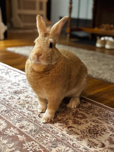 Casio, a Adoptable New Zealand in Westerville, OH image 5/5