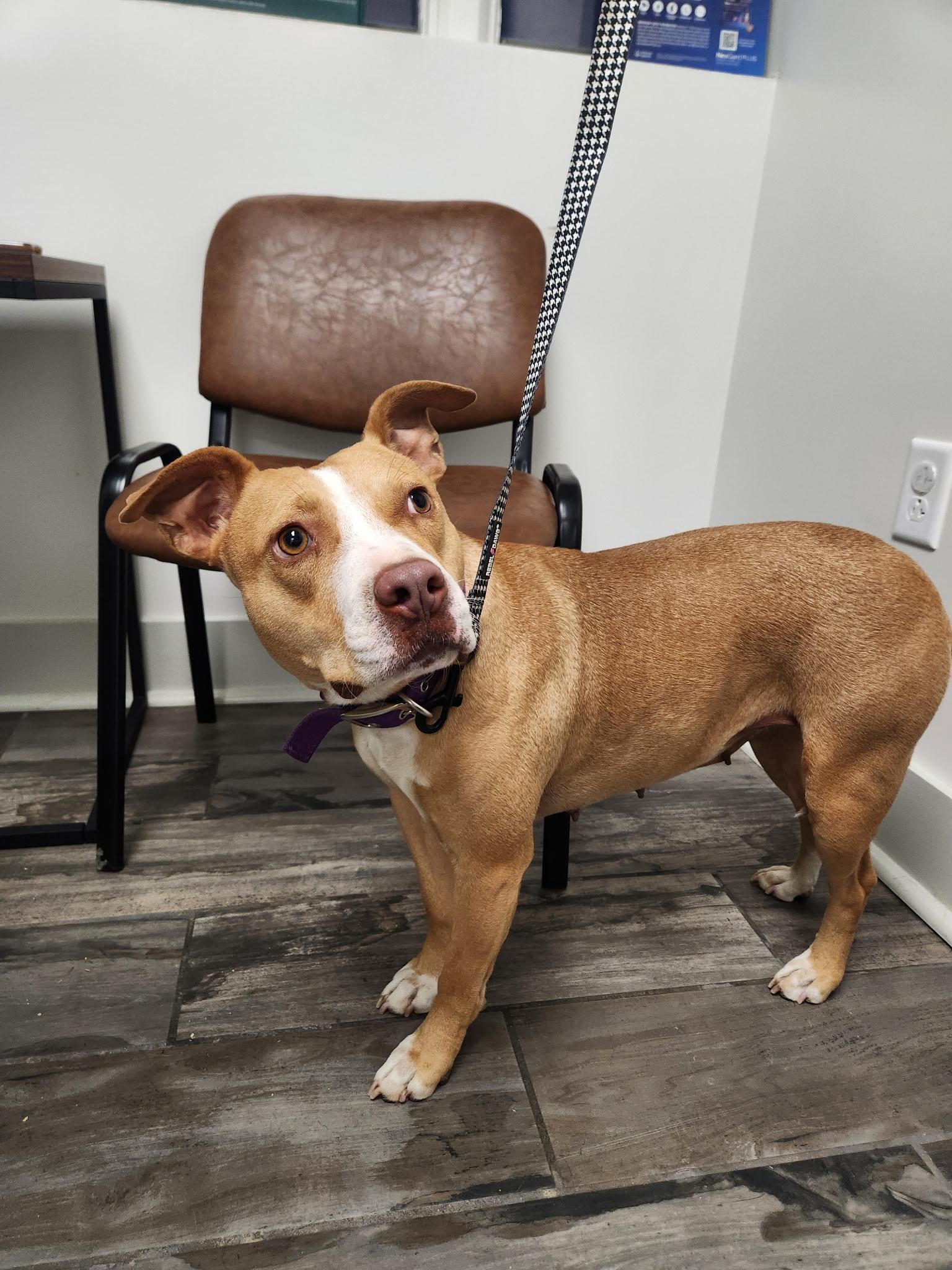 Morgan — thumbnail 3