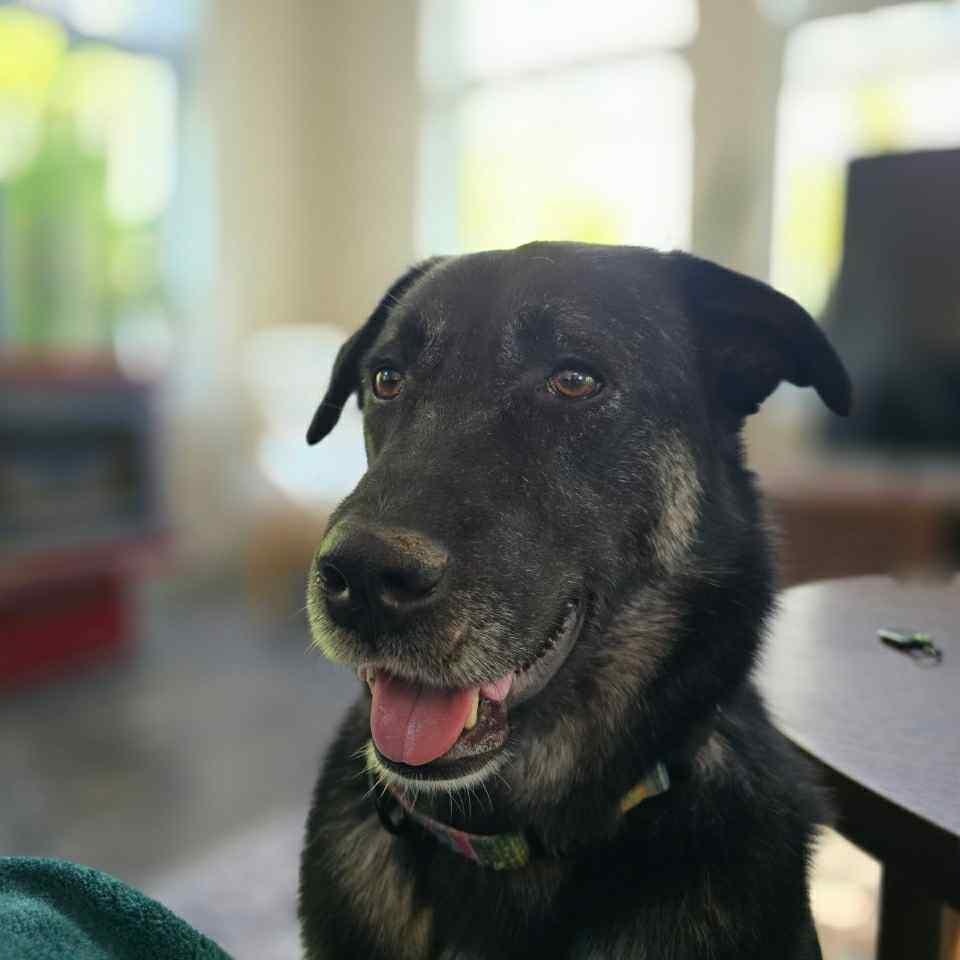 Lucky, an adoptable Anatolian Shepherd, Shepherd in Huntsville, ON, P1H 1P2 | Photo Image 1