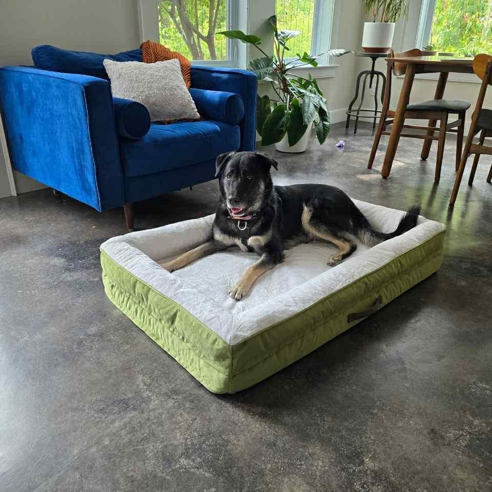 Lucky, an adoptable Anatolian Shepherd, Shepherd in Huntsville, ON, P1H 1P2 | Photo Image 3