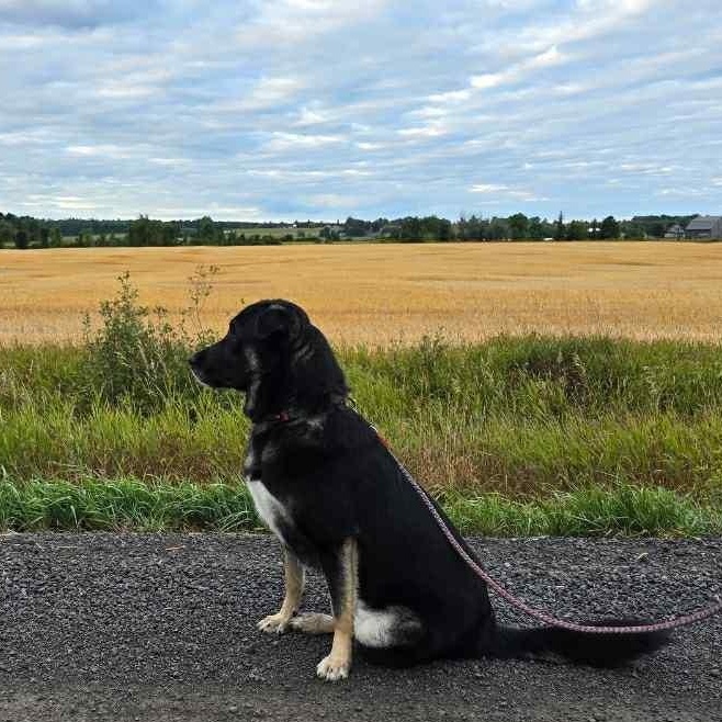 Lucky, an adoptable Anatolian Shepherd, Shepherd in Huntsville, ON, P1H 1P2 | Photo Image 2