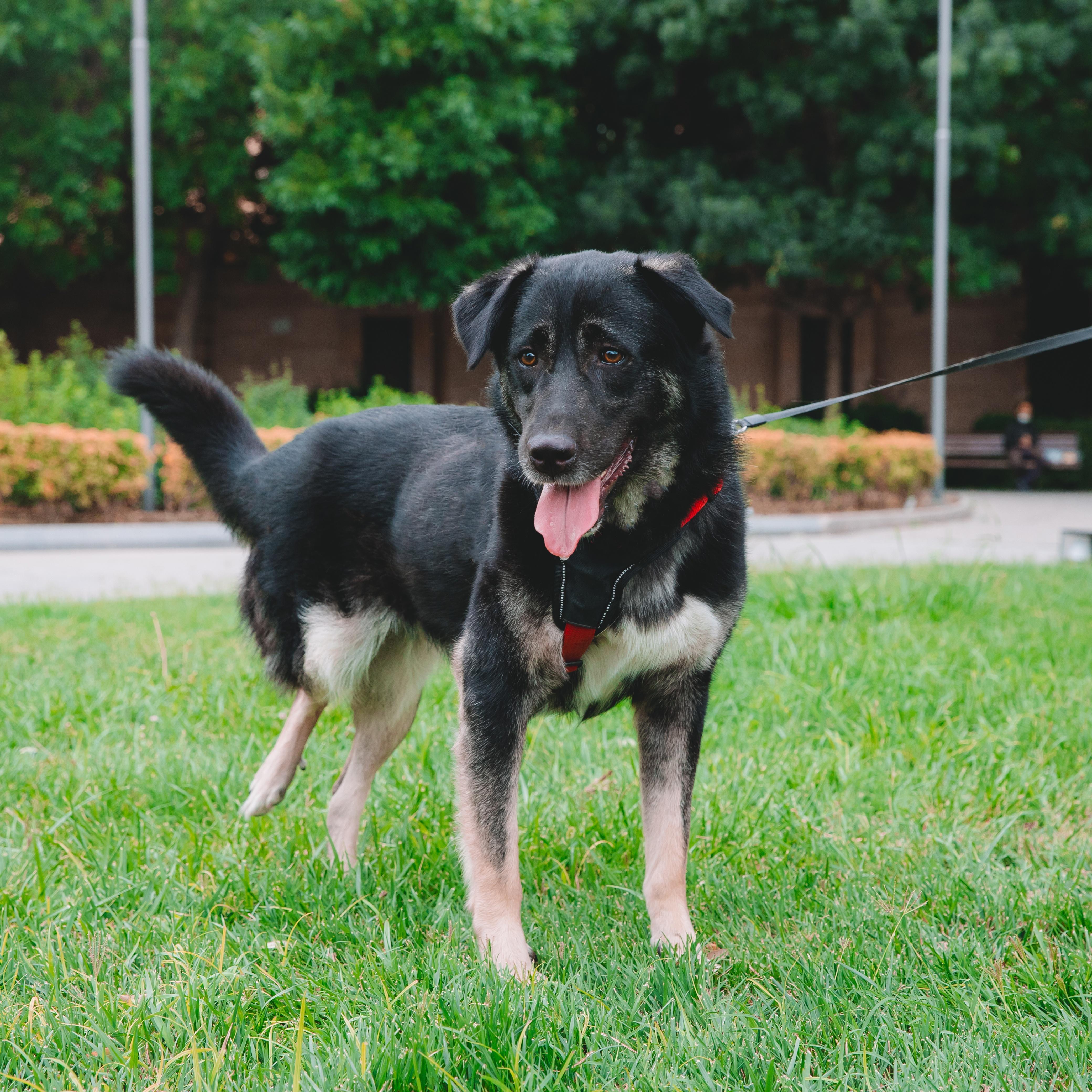 Lucky, an adoptable Anatolian Shepherd, Shepherd in Huntsville, ON, P1H 1P2 | Photo Image 5