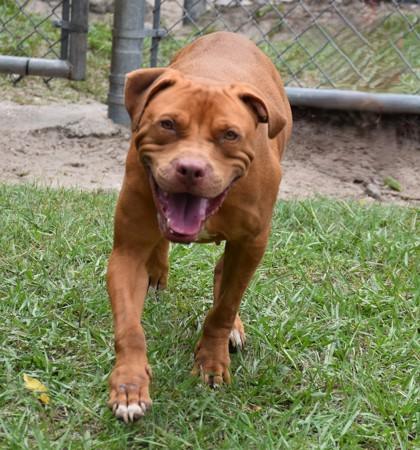 Kerfuffle, a ADOPTABLE mixed breed in Inverness, FL image 2/3