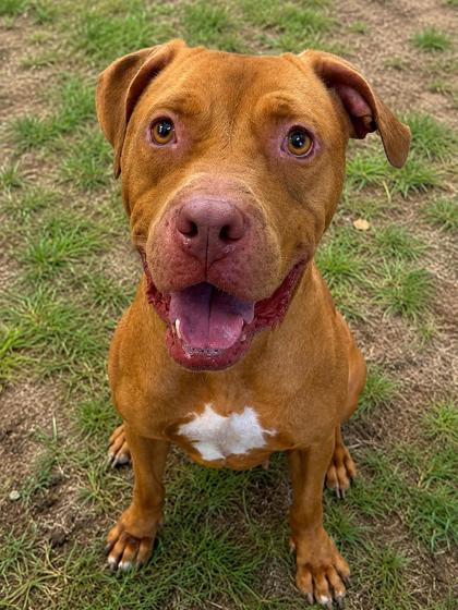 Kerfuffle, a ADOPTABLE mixed breed in Inverness, FL image 1/3