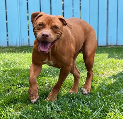 Kerfuffle, a ADOPTABLE mixed breed in Inverness, FL image 3/3