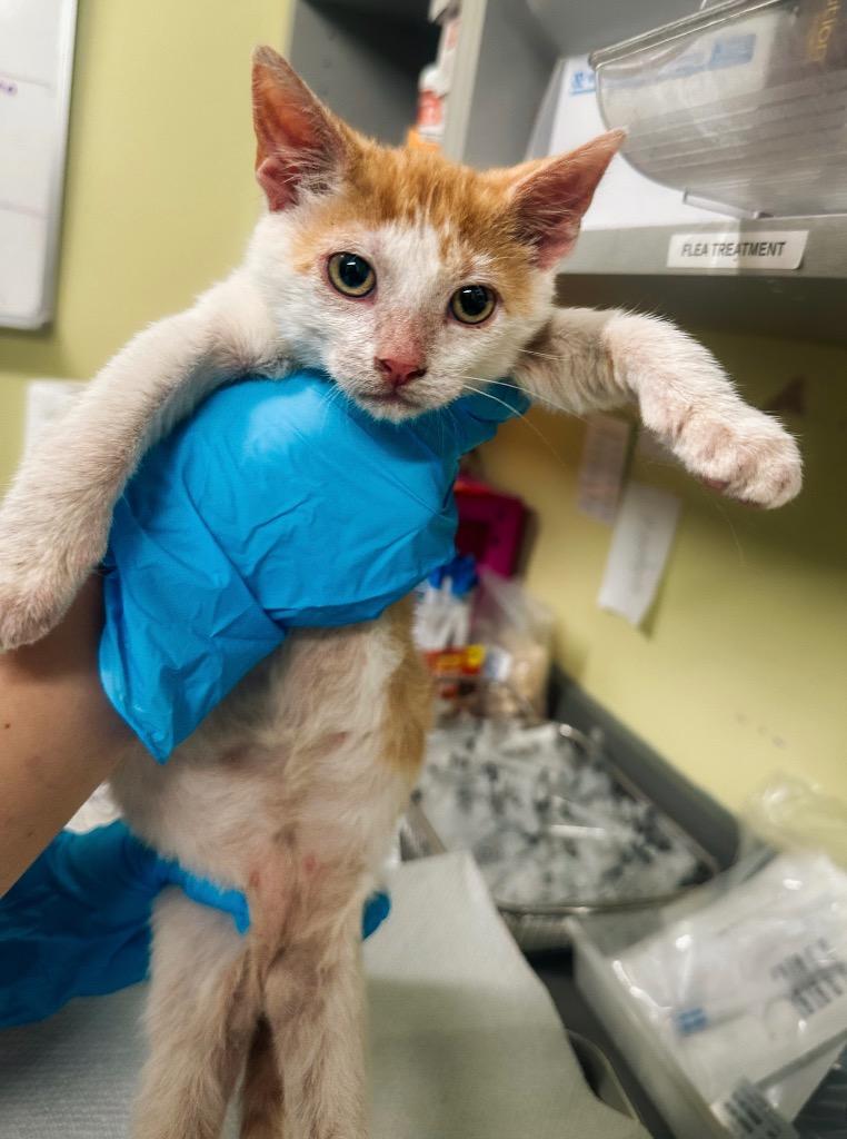 Waddle Dee, Adoptable, Young Male Domestic Short Hair.