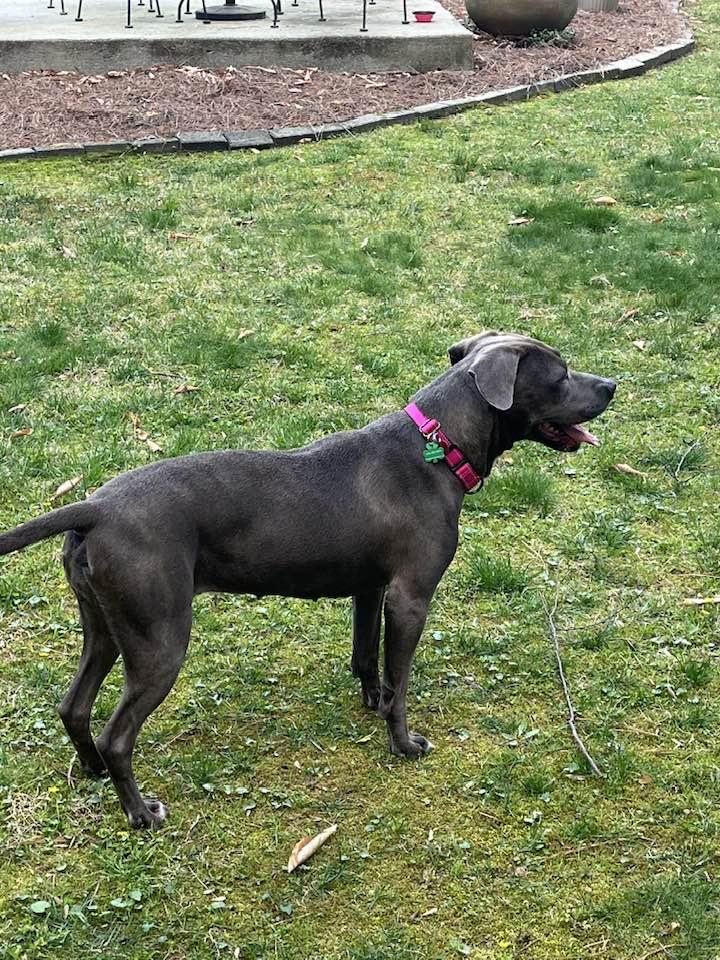 CORAL, a Adoptable mixed breed in Alpharetta, GA image 2/6