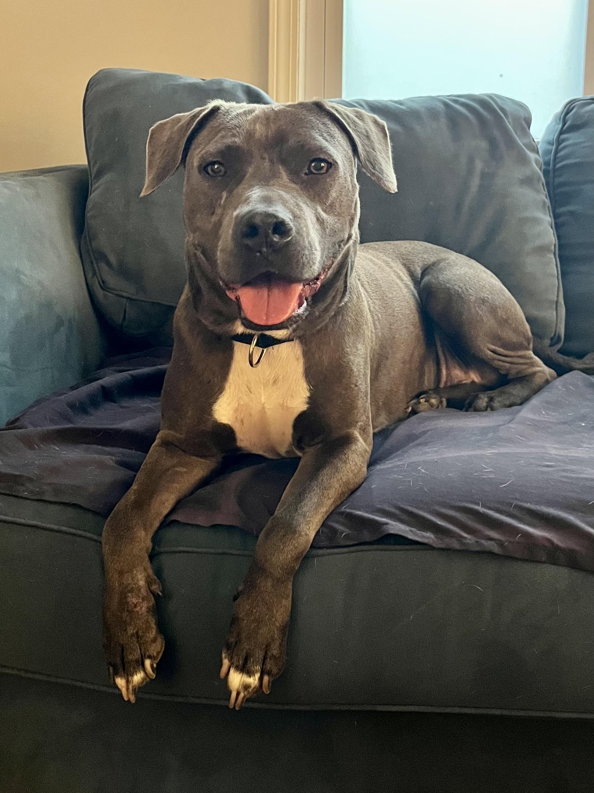 CORAL, a Adoptable mixed breed in Alpharetta, GA image 1/5