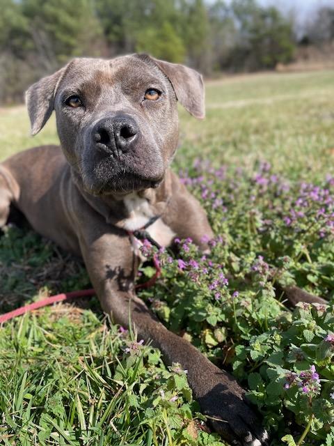 CORAL, a Adoptable mixed breed in Alpharetta, GA image 3/5