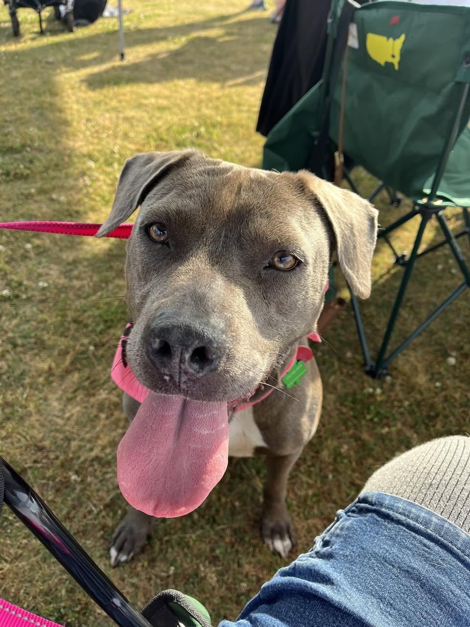 CORAL, a Adoptable mixed breed in Alpharetta, GA image 1/6