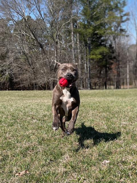 CORAL, a Adoptable mixed breed in Alpharetta, GA image 2/5
