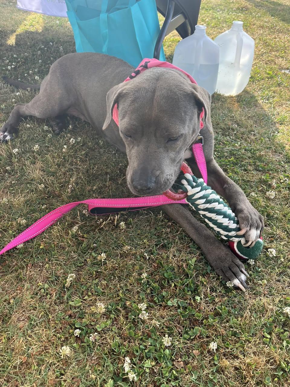 CORAL, a Adoptable mixed breed in Alpharetta, GA image 6/6