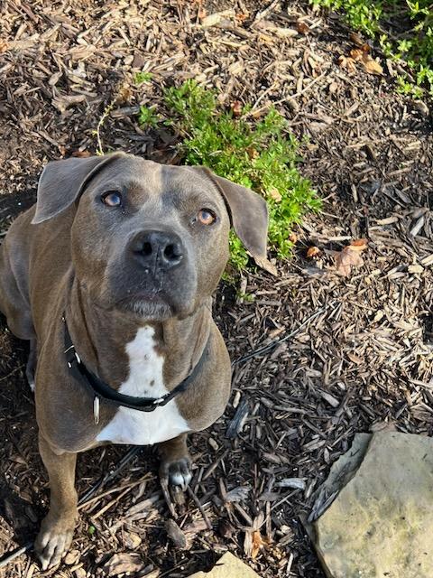 CORAL, a Adoptable mixed breed in Alpharetta, GA image 3/5