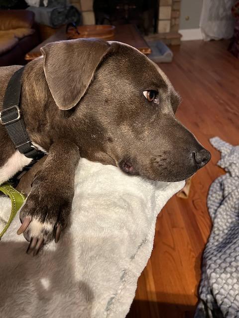 CORAL, a Adoptable mixed breed in Alpharetta, GA image 4/5