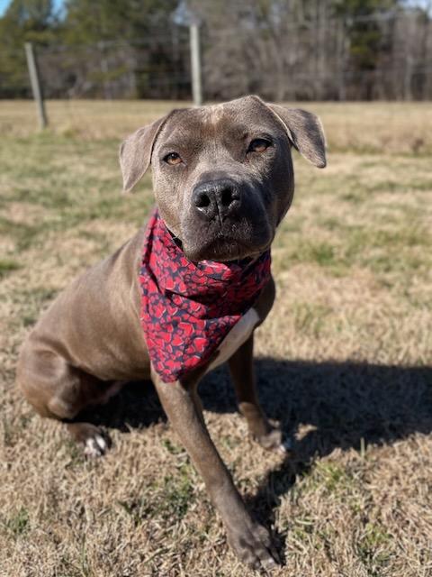 CORAL, a Adoptable mixed breed in Alpharetta, GA image 1/5