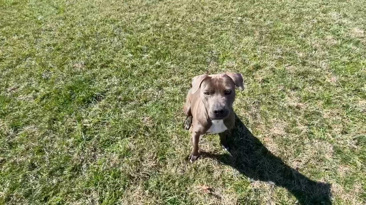 Enlarge CORAL, a Adoptable mixed breed in Alpharetta, GA video 5/5